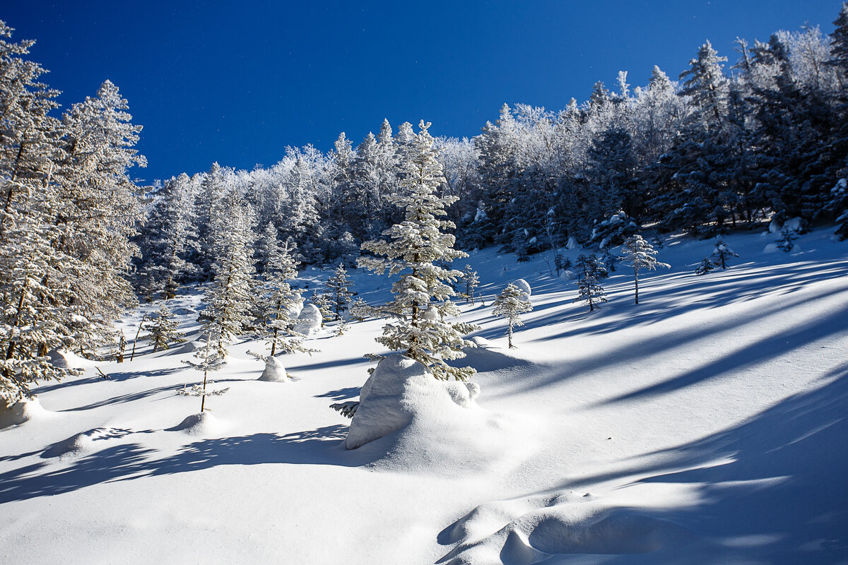 Спящий лес. - Шурф Сьлядек 