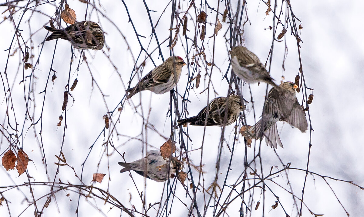 Чечетки. - Владимир Безбородов