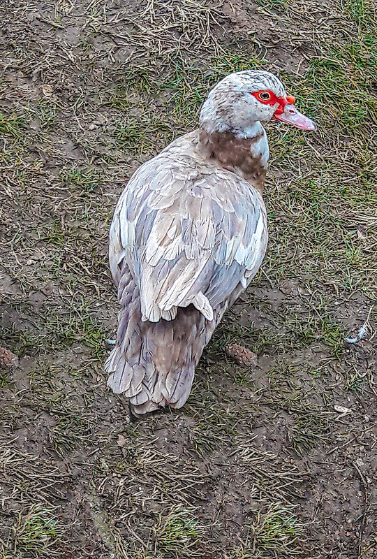 Новые гости на нашем озере - Варвара 