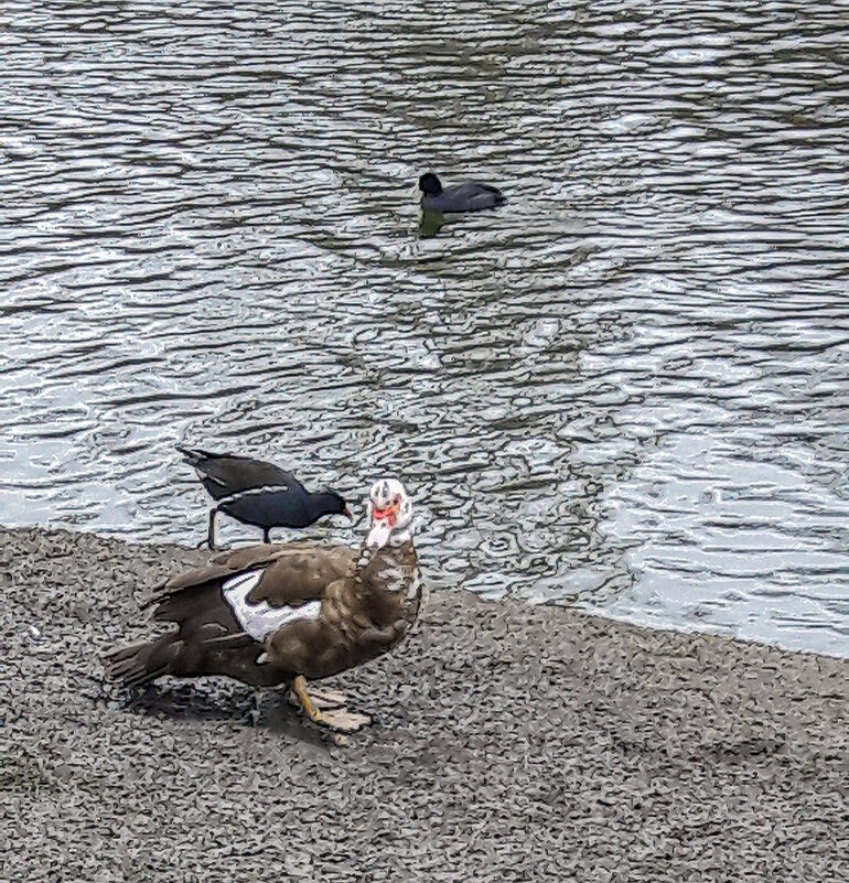 И еще гостья на утином озере! - Варвара 