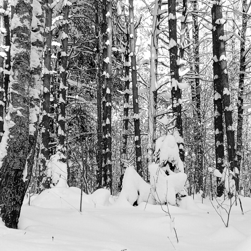 собачка с друзьями - Владимир 