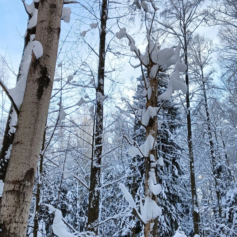 высоко сидит   далеко глядит - Владимир 