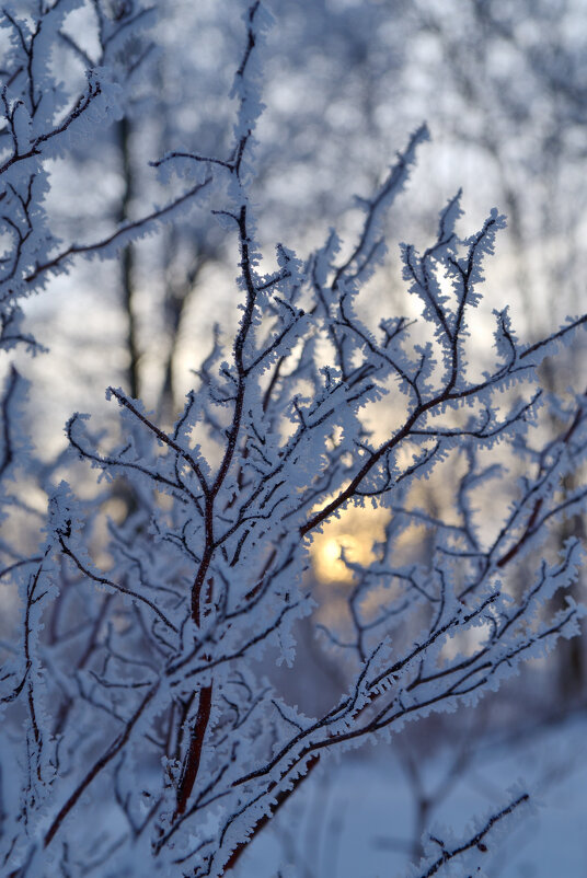 Мороз. - Константин Белоногов