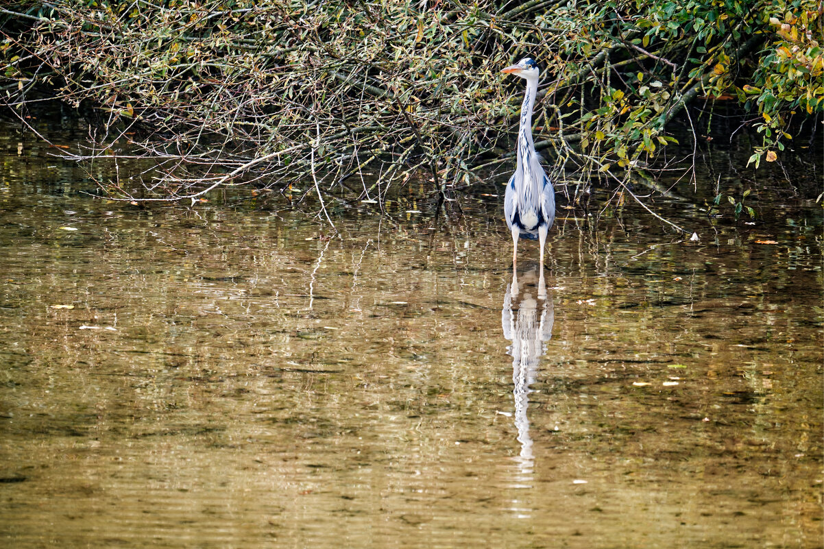 (°-°) - Jakob Dick