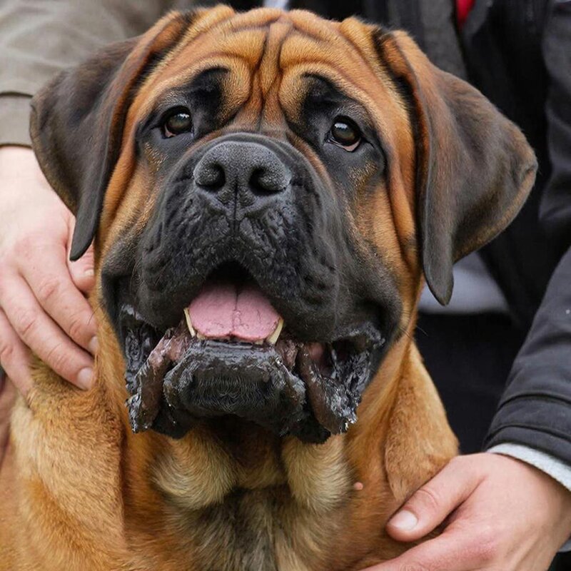 Испанский мастиф - СЕРГЕЙ ФИЛОЧКИН