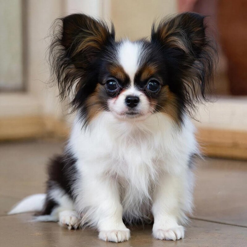 щенок папийона - СЕРГЕЙ ФИЛОЧКИН