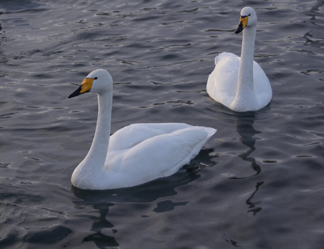 Парочка - Наталия Григорьева