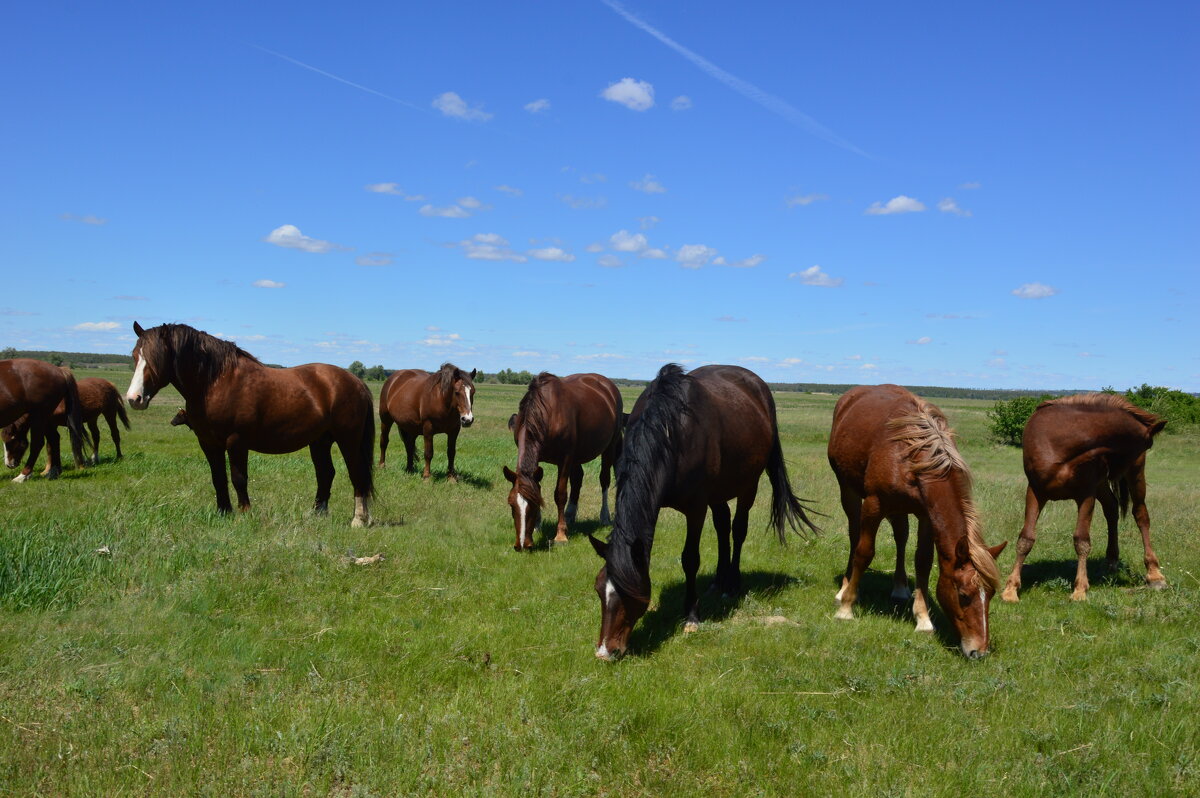 Донские зарисовки. - Виктор Донские зарисовки. - Виктор