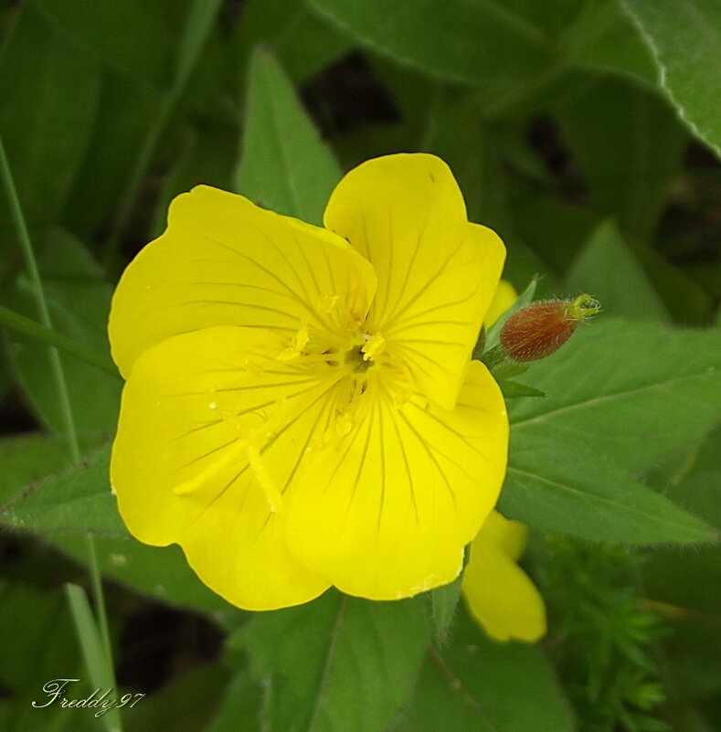 Энотера - Freddy 97