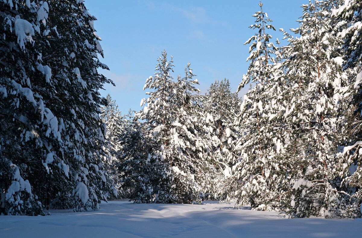 Зимушка зима ... - Андрей Зайцев