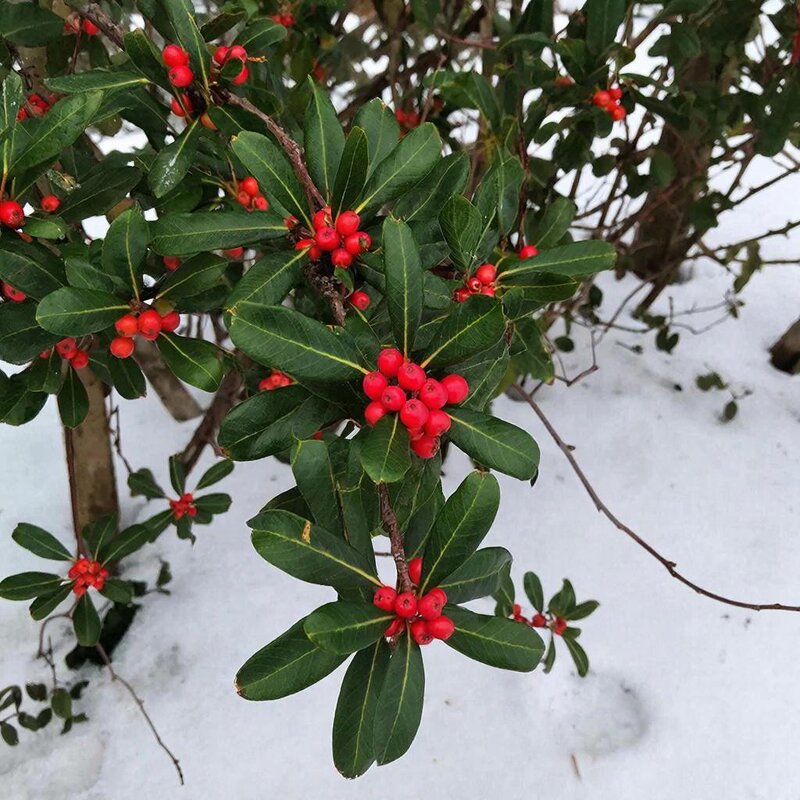 *** - МАРИЯ ПОПОВА