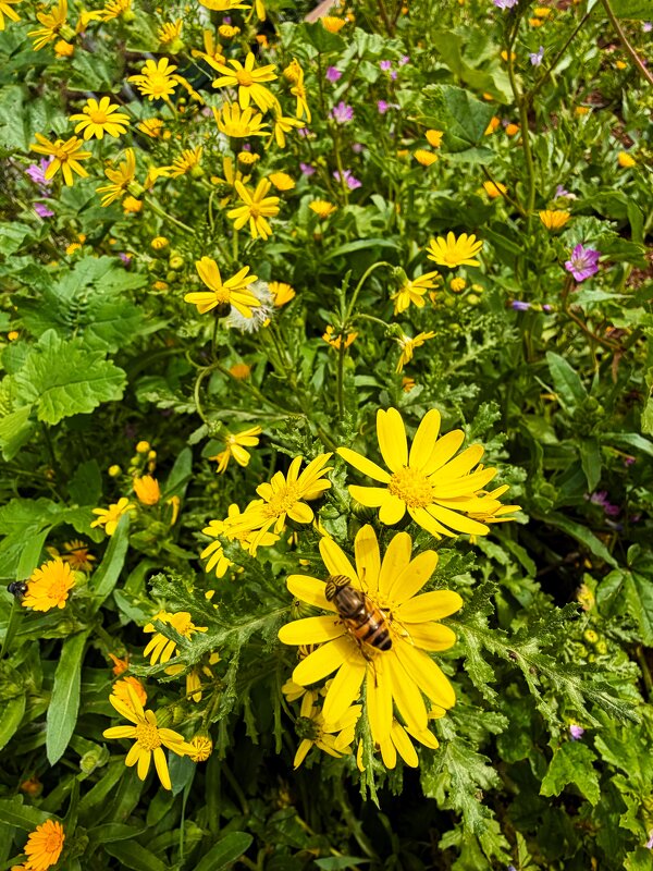 30 января хотя в горах снег у нас цветочки - Александр Деревяшкин