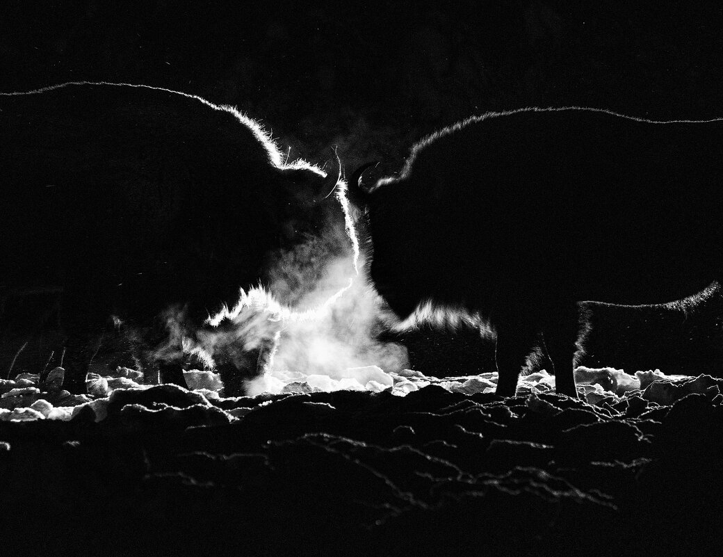 I`ll Meet You at Midnight (Я встречу тебя в полночь) - Дмитрий Шишкин