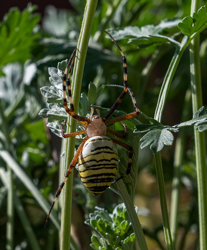 Аргиопа Брюнниха - Aleksandr 