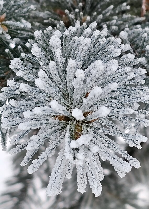 Мороз и иней - Михаил Свиденцов