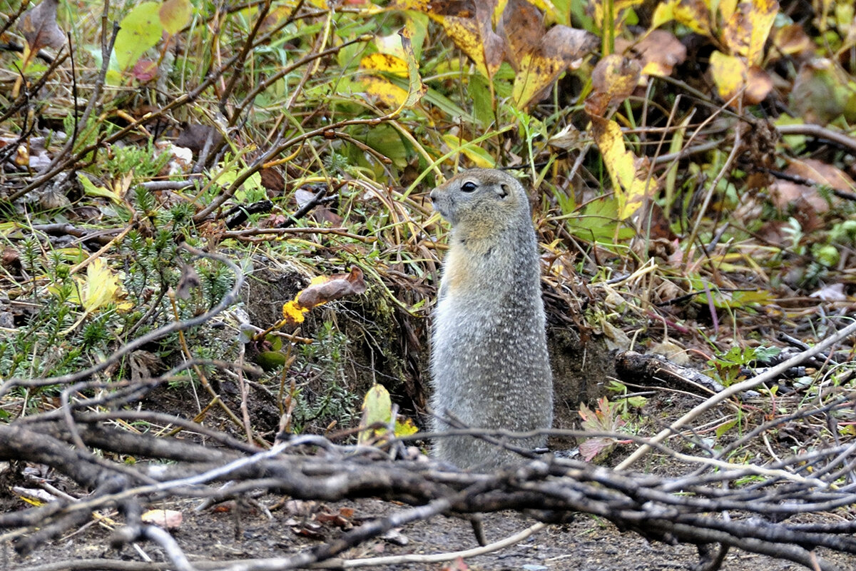 На страже - Марина Виноградова
