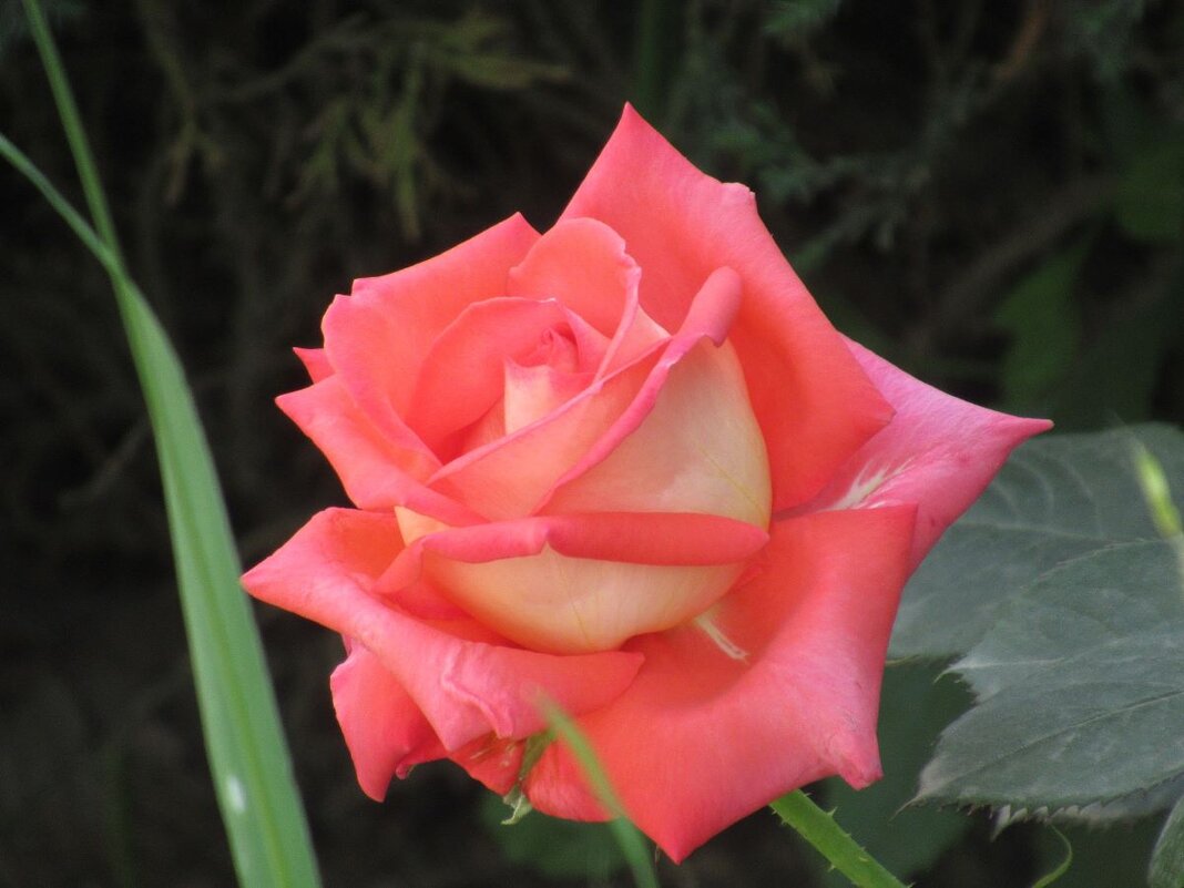 Розы... розы... - viach 