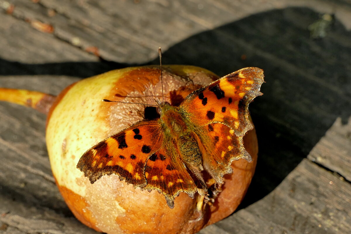 опять про бабочек...374 - Александр Прокудин