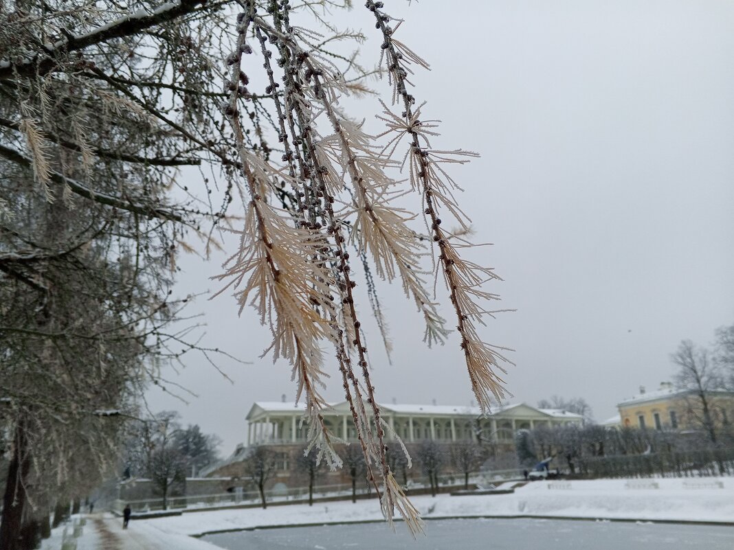 Лиственница - Сапсан 