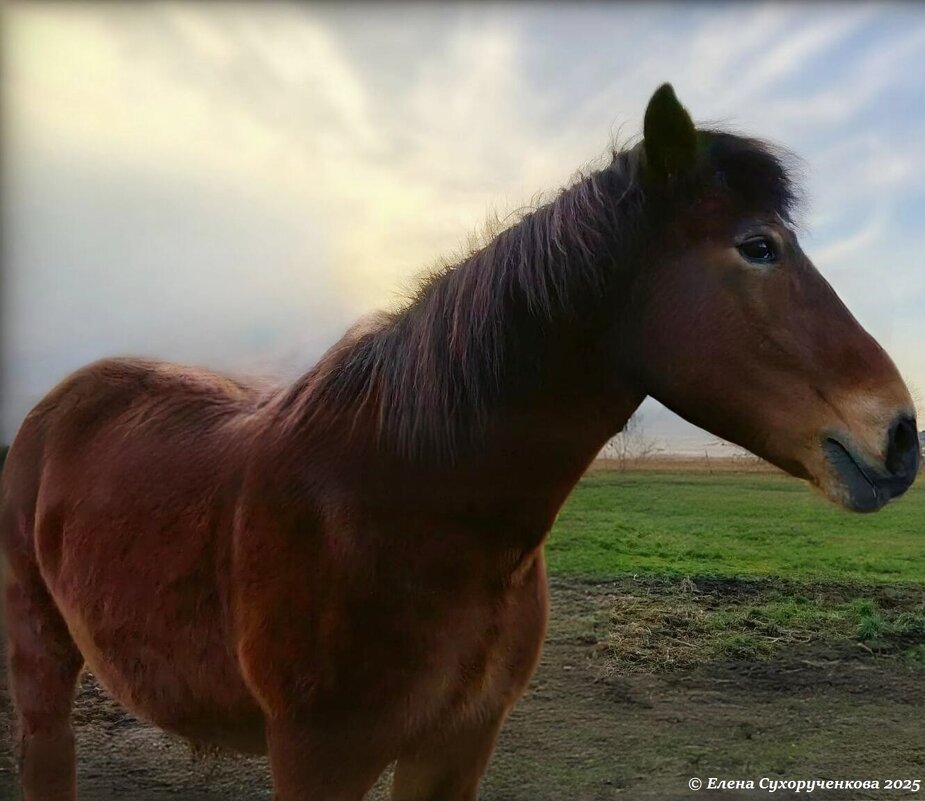 Лошадь в осенних золотых лучах солнца - Елена Сухорученкова