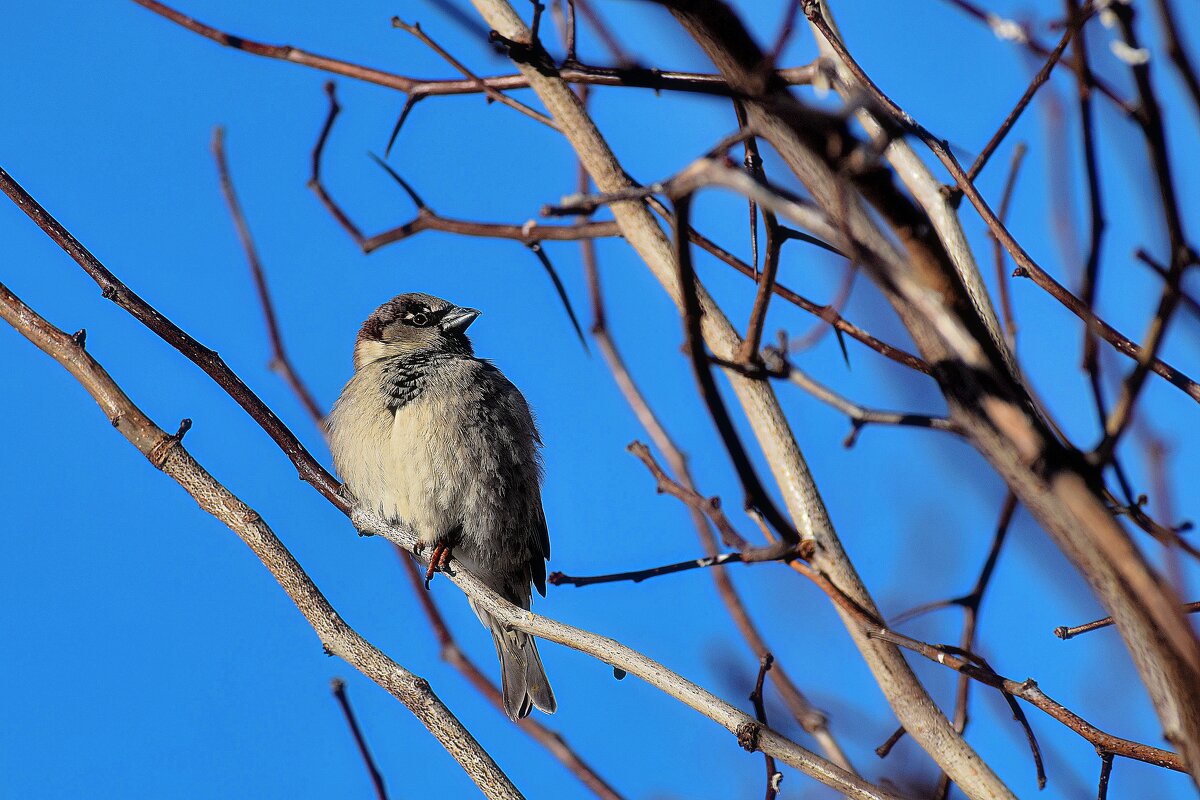 Повыше, к солнышку поближе. - Татьяна Помогалова Повыше, к солнышку поближе. - Татьяна Помогалова