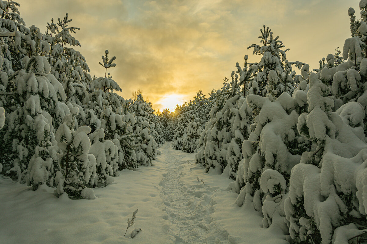 Тропою света.... - Александр Филатов Тропою света.... - Александр Филатов