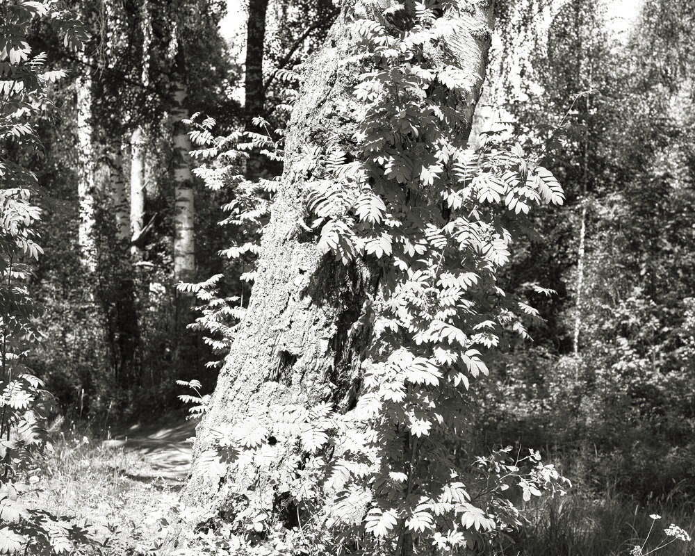 Фотография - Денис Безногов