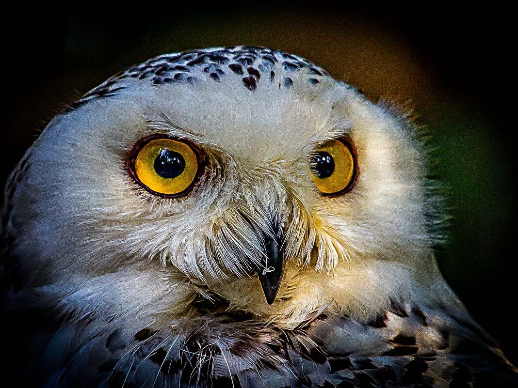 полярная сова - аркадий 