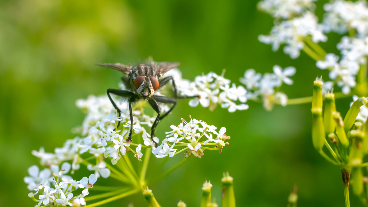 Летнее макро - Владимир Лазарев