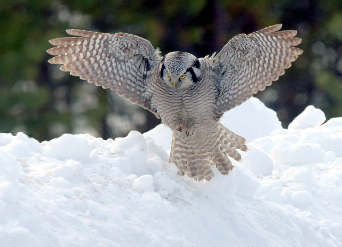 Не вижу, но слышу - Михаил Белоусов