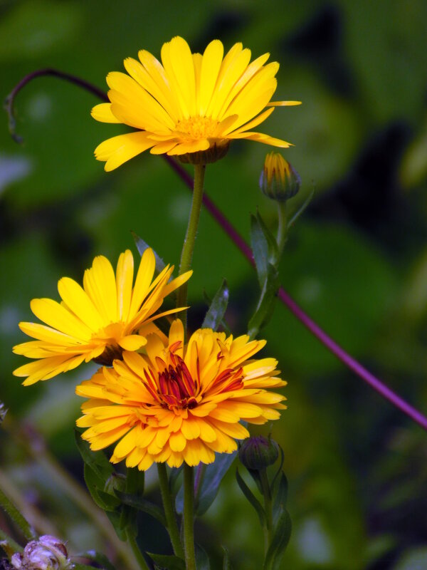 Календула. - nadyasilyuk Вознюк Календула. - nadyasilyuk Вознюк