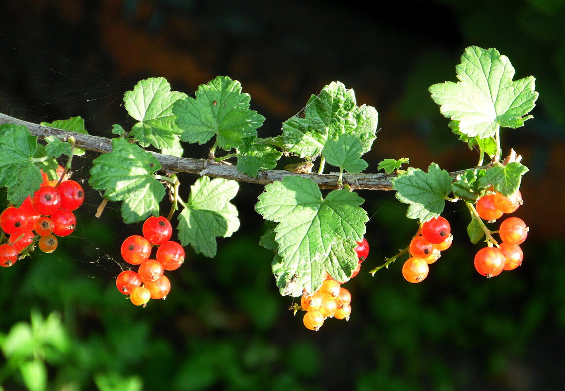Красная смородина. - nadyasilyuk Вознюк Красная смородина. - nadyasilyuk Вознюк