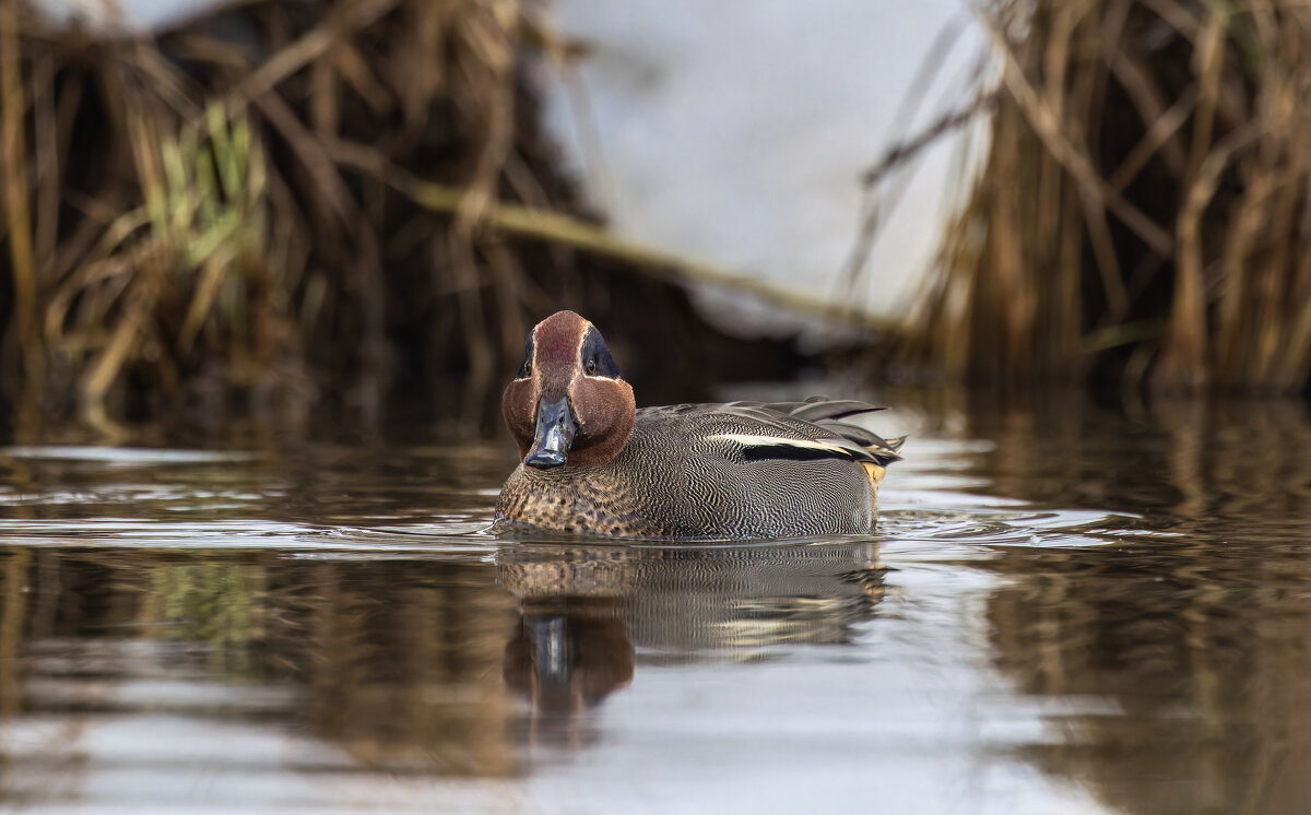 чирок свистунок - юрий макаров чирок свистунок - юрий макаров