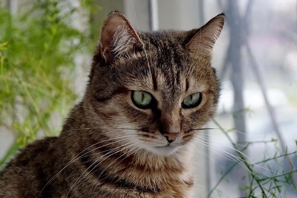 Наша радость " Лекси..." - Николай Саржанов Наша радость " Лекси..." - Николай Саржанов