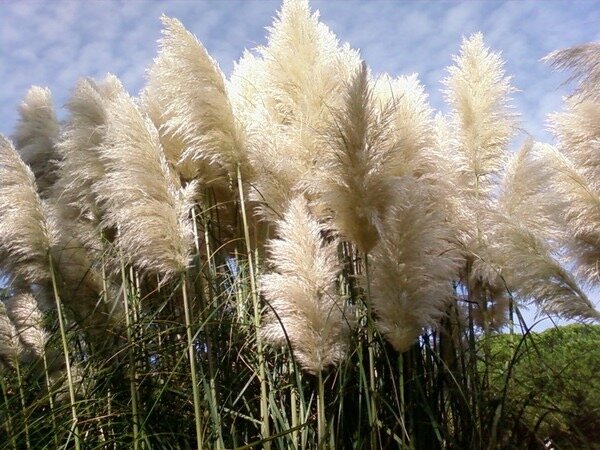 Вот такая трава - Натали 
