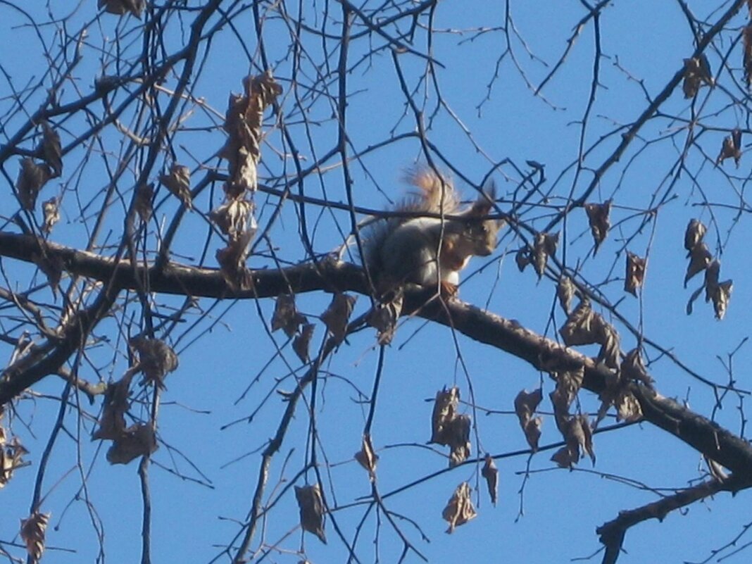 Белочка на веточке - Дмитрий Никитин