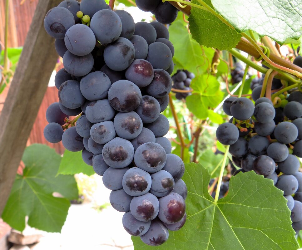 Ягодка к ягодке - Лариса С.