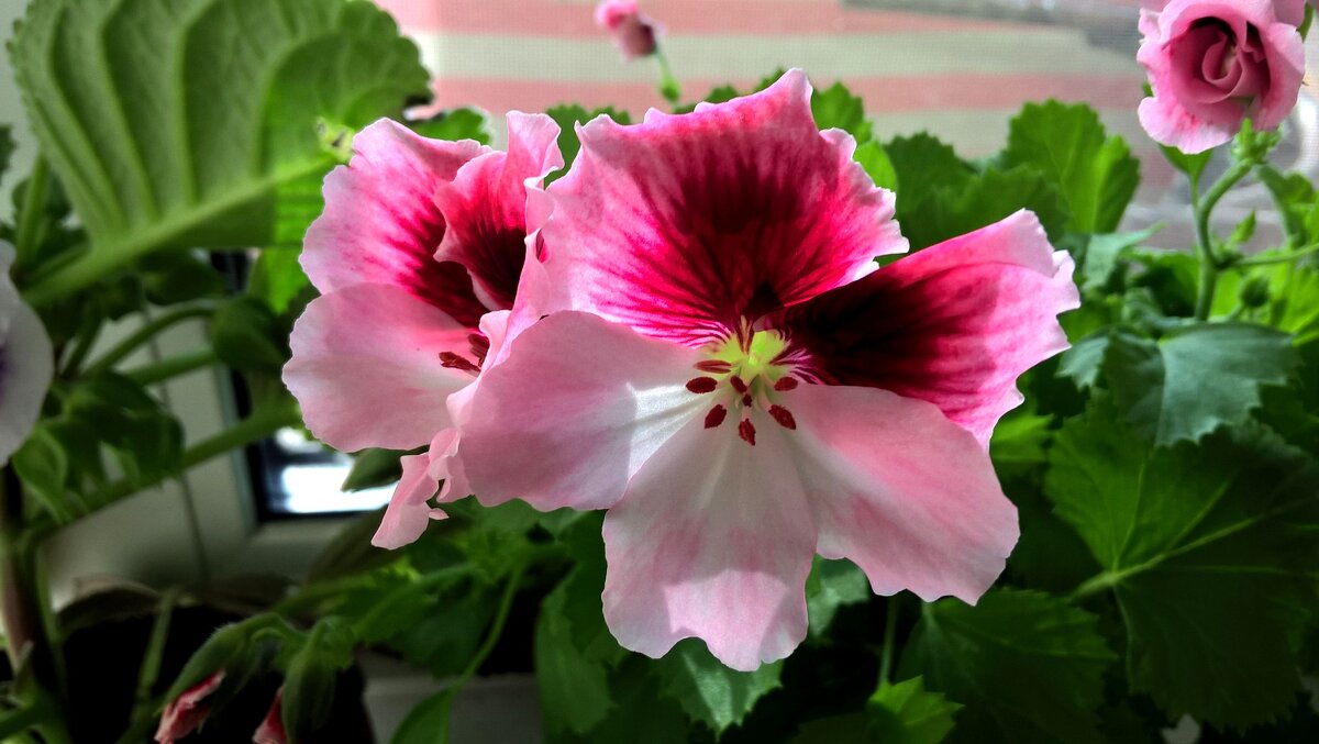 весной расцветают цветы - Елена Семигина