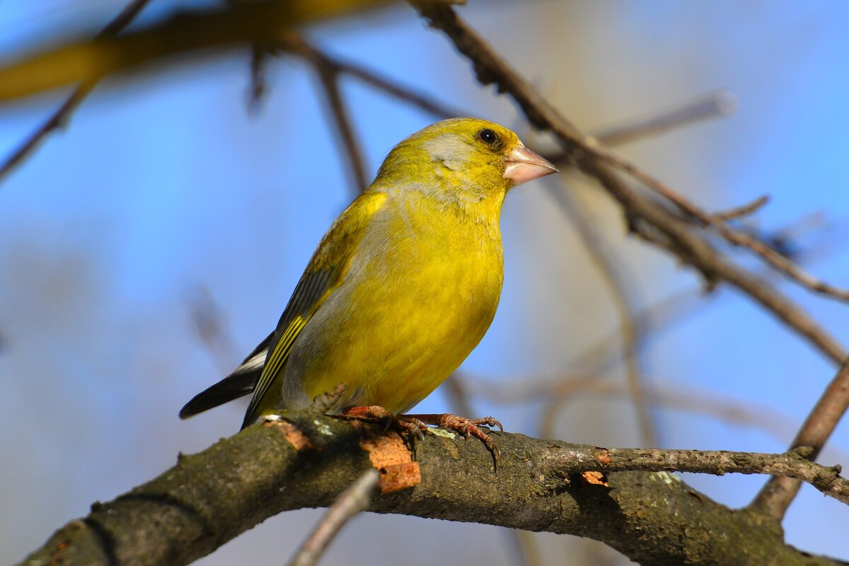 Зеленушка - Константин Анисимов