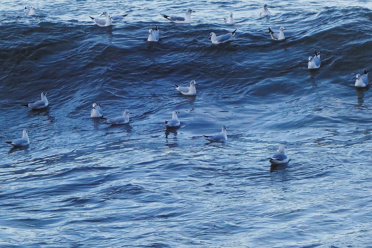 Чайки на море - Рита Симонова