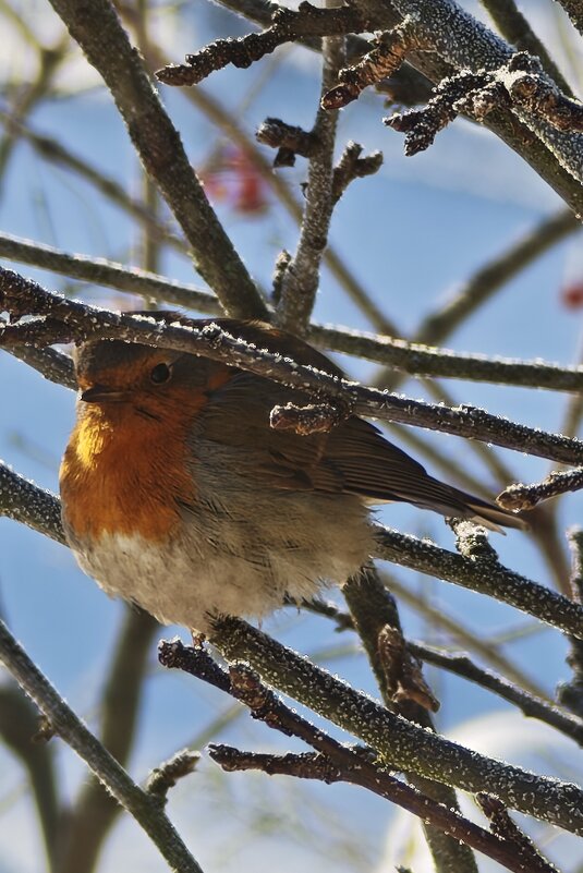Малиновка - Наталия Малиновка - Наталия