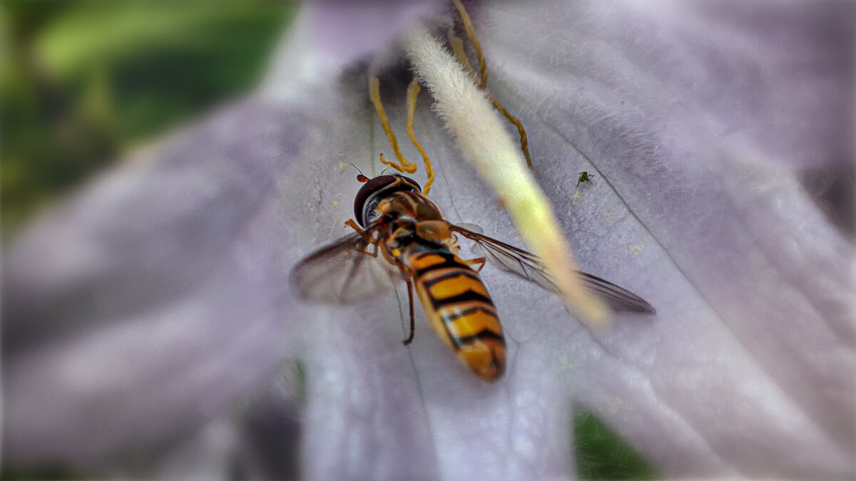 Маленький Мух - AZ east3