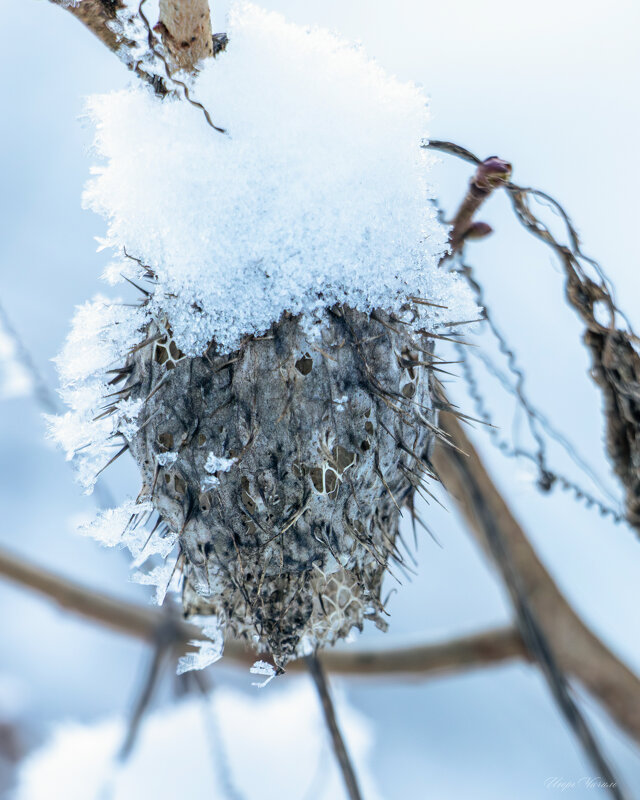 Зимние зарисовки - Игорь Чичиль