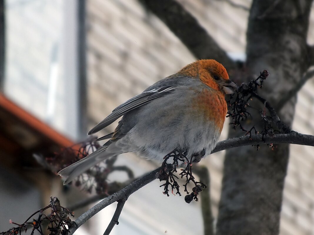 щур - Зоя Мишина