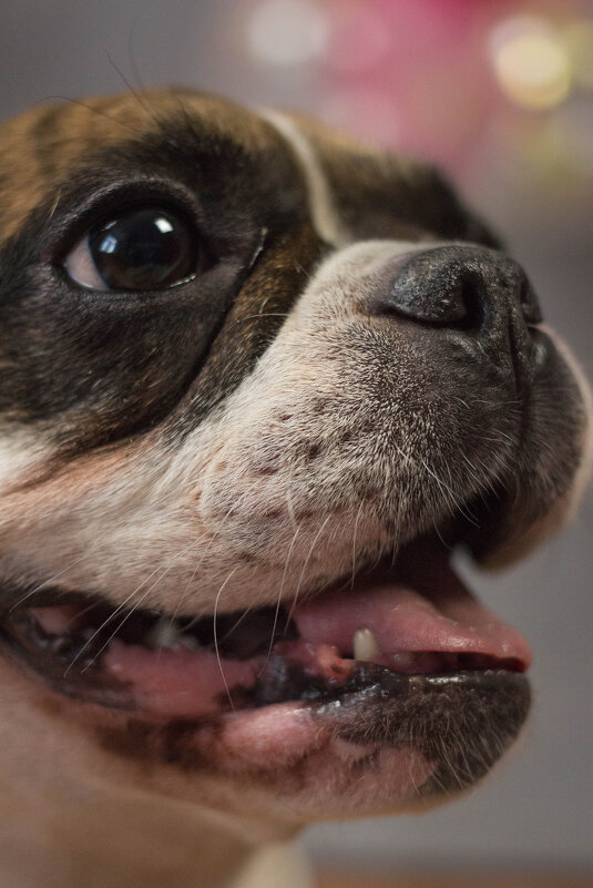 Моська - Екатерина Василькова Моська - Екатерина Василькова