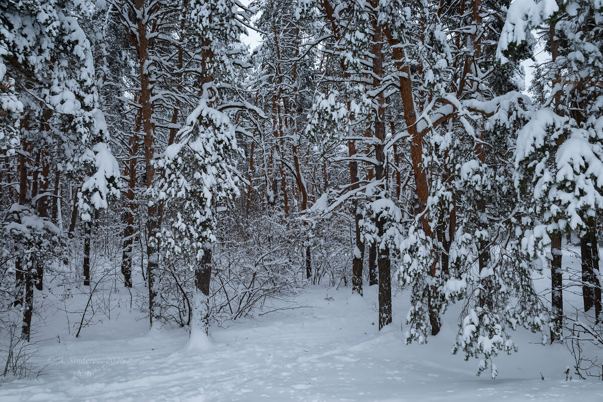 Зимний лесной пейзаж - Александр Синдерёв