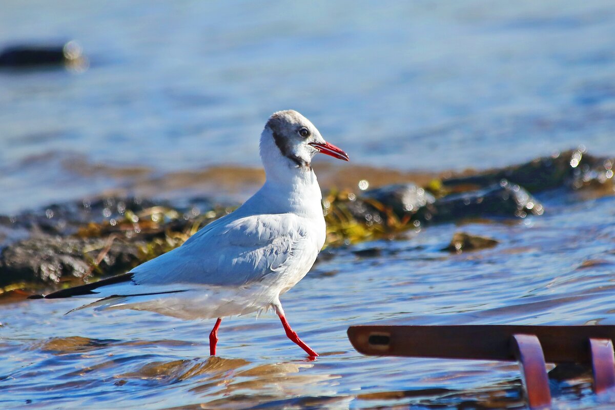 А я иду такая вся... - Татьяна Бравая