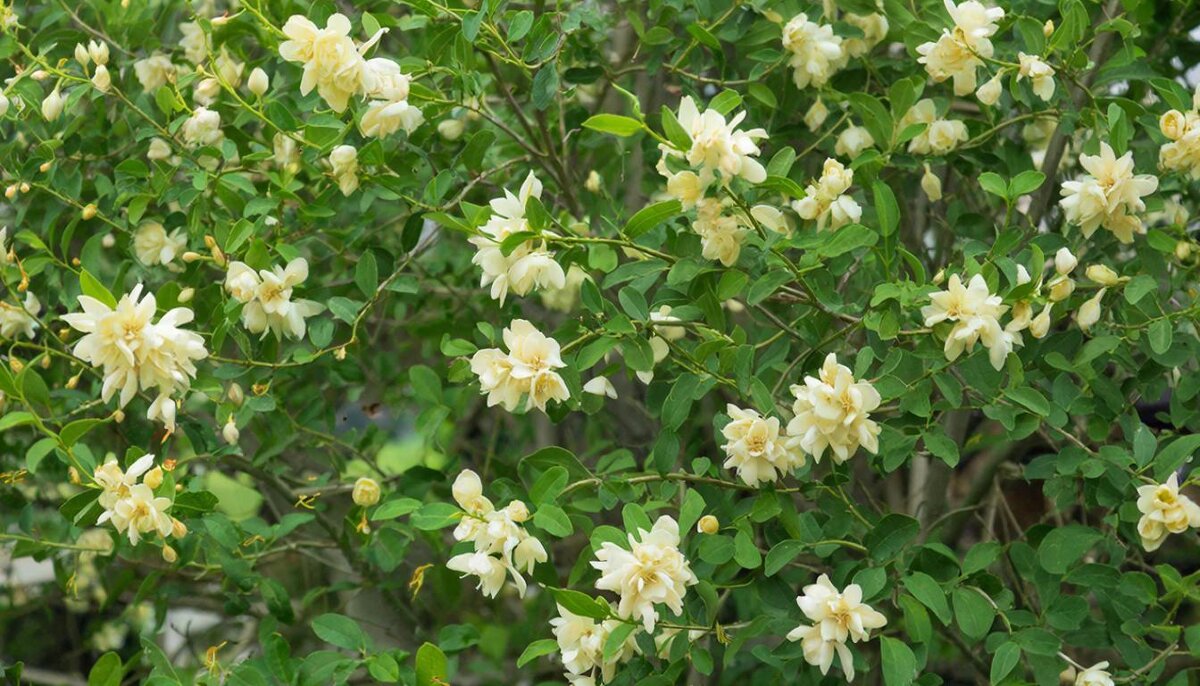 *** - СЕРГЕЙ ФИЛОЧКИН