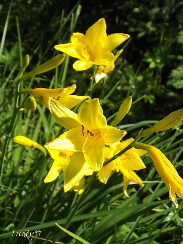 Лилейник - Freddy 97