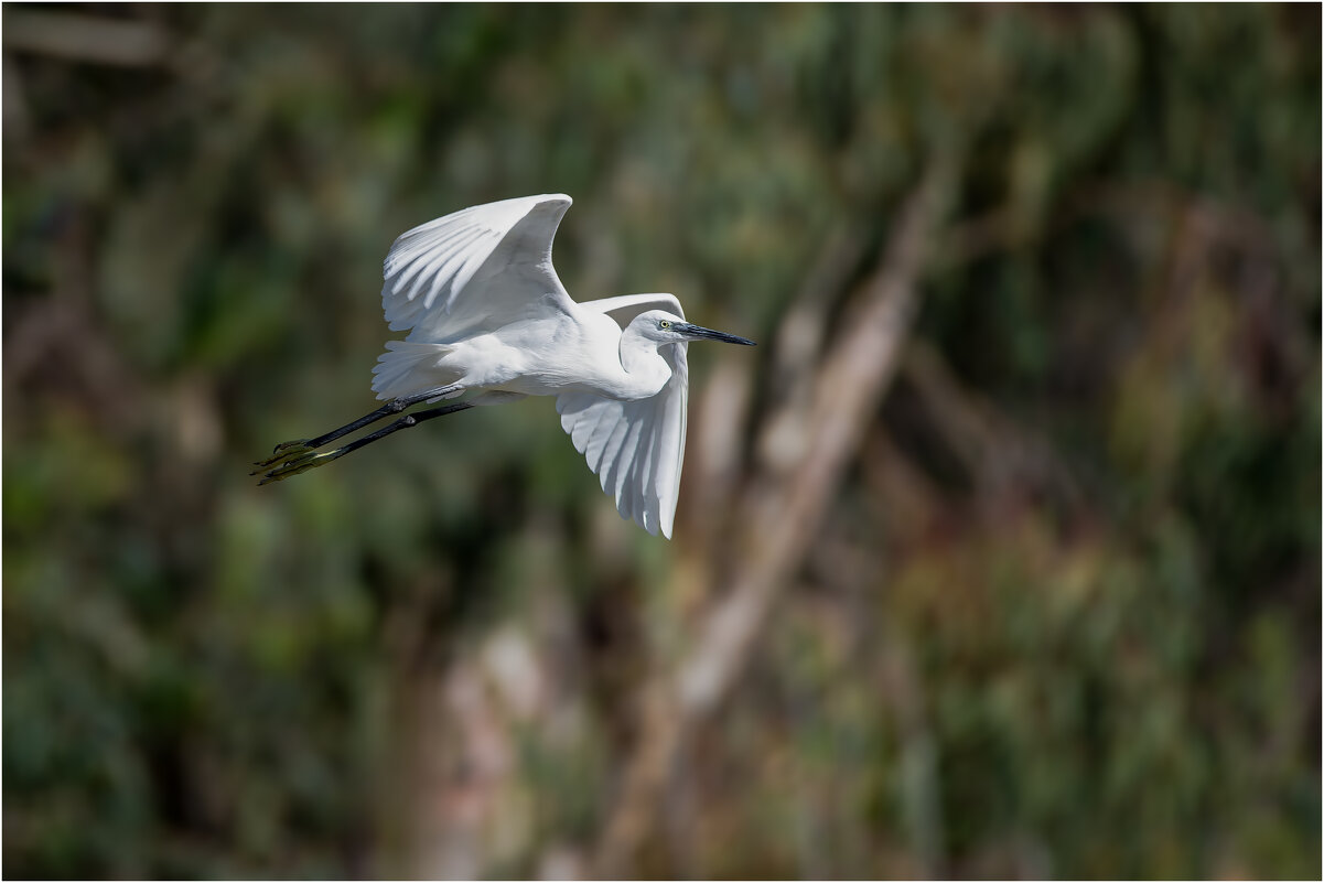 Малая белая цапля.31.01.2026. - Александр Григорьев